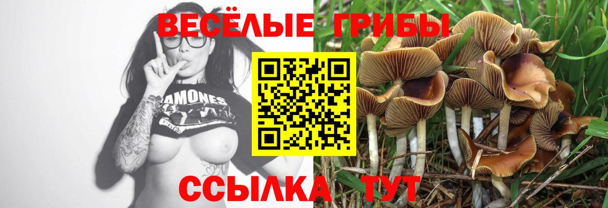 Галлюциногенные грибы Psilocybe  Советская Гавань  Галлюциногенные грибы GOLDEN TEACHER 
